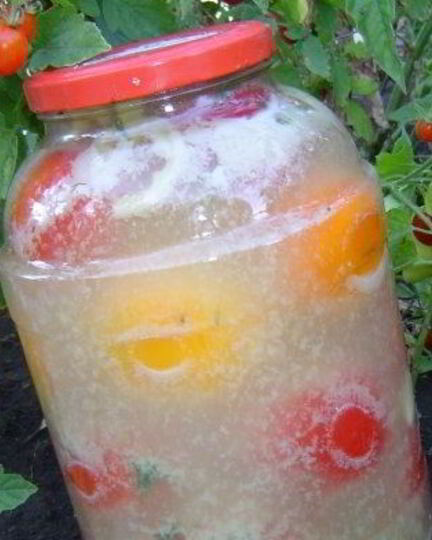 Рецепт помидоров с горчицея холодныма способома